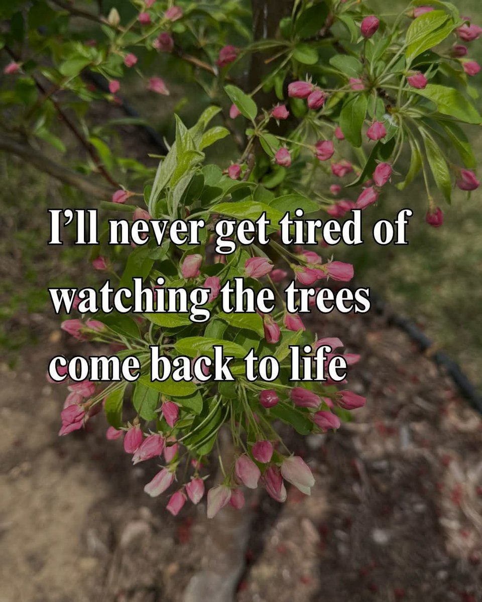 sheilabianconi's tweet image. #seedplanter #dandelions 
#REBORN #newstart25 #spring25