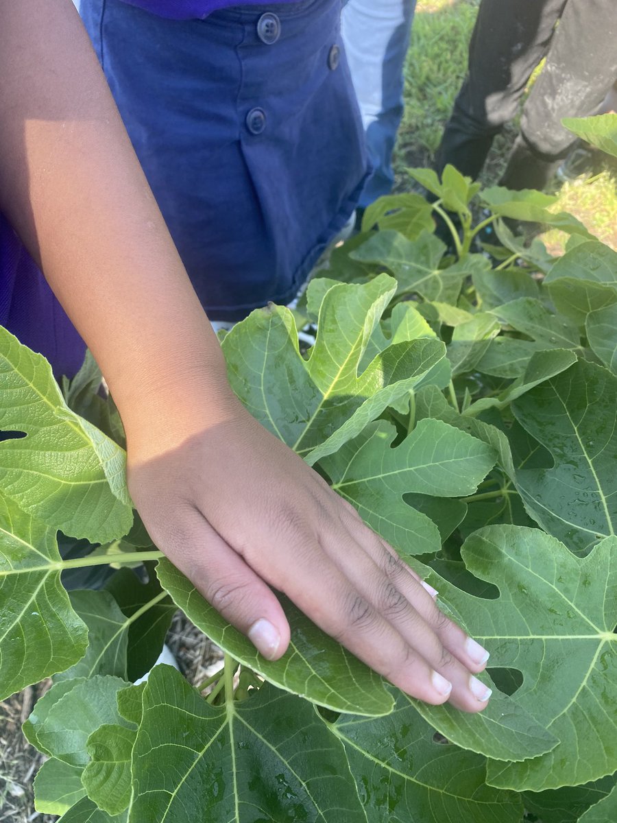 marietculver's tweet image. First Graders exploring the wonder of our natural world with our tree canopy and "The Gifted Tree" @SeatackDream @vbschools @VBGifted #inquiry