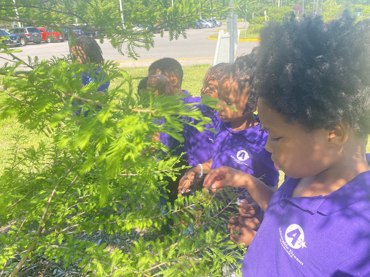 marietculver's tweet image. First Graders exploring the wonder of our natural world with our tree canopy and "The Gifted Tree" @SeatackDream @vbschools @VBGifted #inquiry