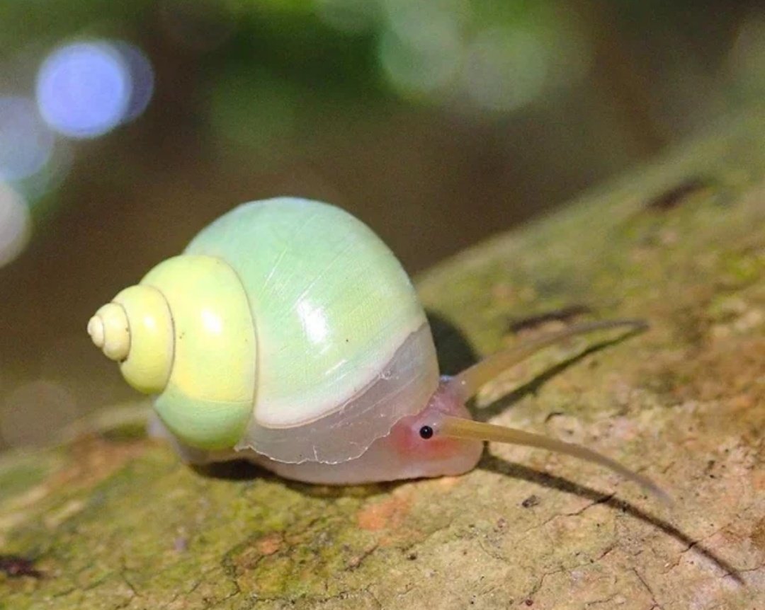 ijeom13's tweet image. 에메랄드달팽이보고 하루를 힘내자