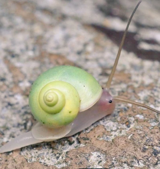 ijeom13's tweet image. 에메랄드달팽이보고 하루를 힘내자