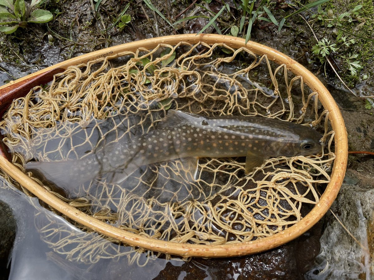 flybo_107's tweet photo. GWの岩魚😎
ドライには反応無かった🥶 https://t.co/RU04hOAq7y