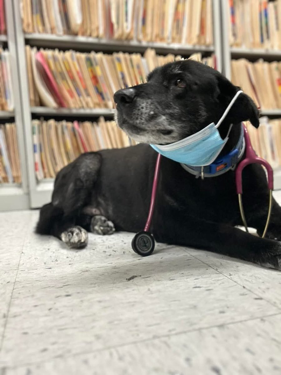 RIP my sweet &amp; loyal friend! 

#Cooper