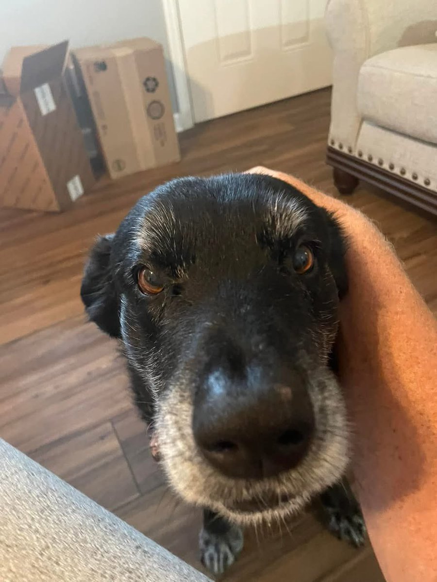 ACSheriff_101's tweet photo. RIP my sweet &amp; loyal friend! 

#Cooper https://t.co/zkffGxSnKx