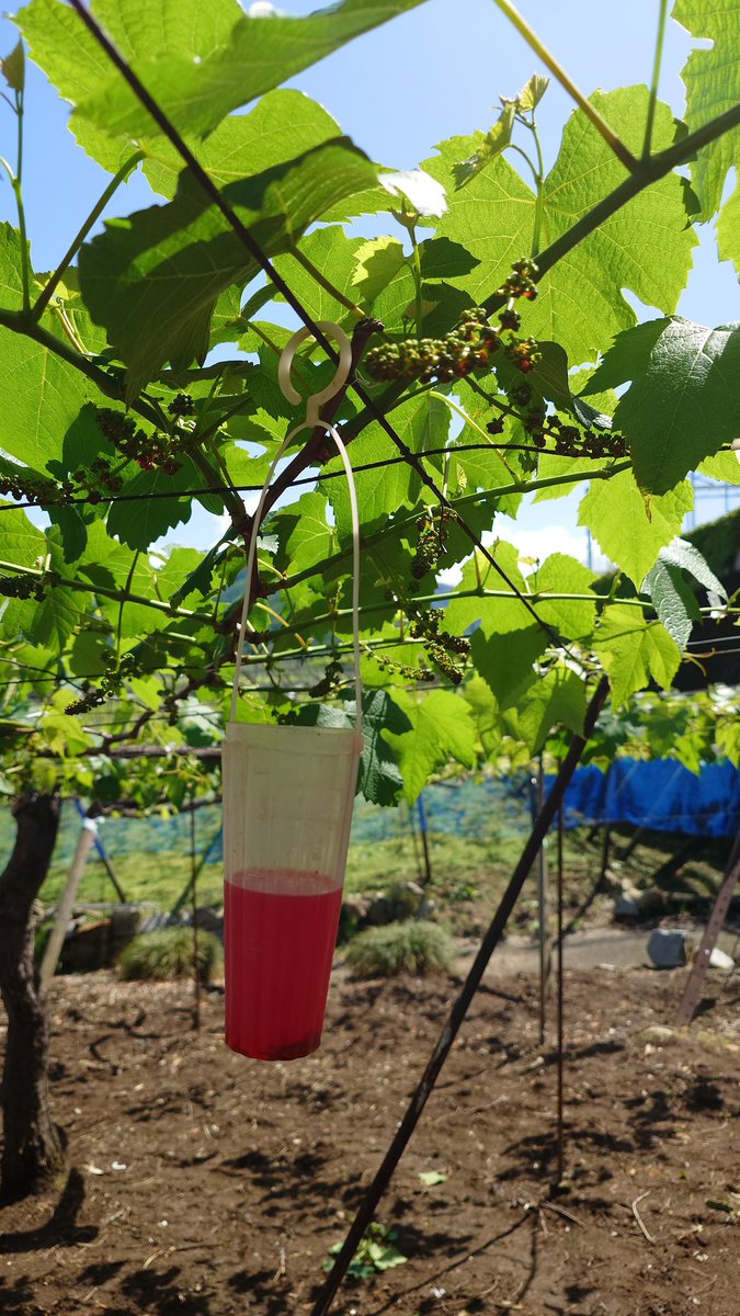 今日と明日でデラウェアのジベレリン処理です
#ジベ処理