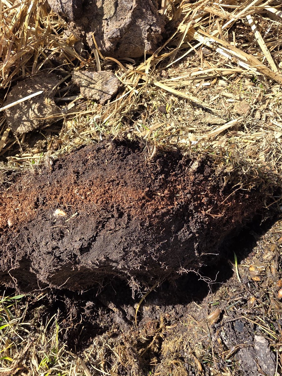 AkimOmokanye's tweet image. Pasture assessment to help determine rejuvenation method on a beef cattle producer farm. To aim at a method that will not take the land out of production this. Wow! What a thick sod, with interesting layers of soil beneath- sand comprises the largest amount. #PCBFA #PeaceRegion