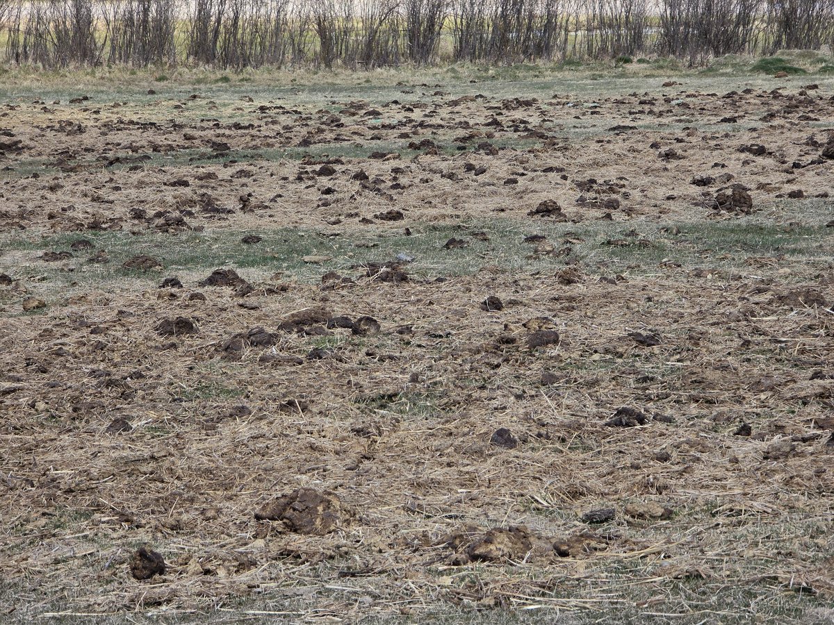 AkimOmokanye's tweet image. A visit to a #beef cattle producer using #BaleGrazing to rejuvenation a depleted grass dominated pasture. Yes, the effects will last years- improved productivity, soil health &amp;amp; more grazing days. #PCBFA always delighted to see producers use their recommendations #PEACEREGION