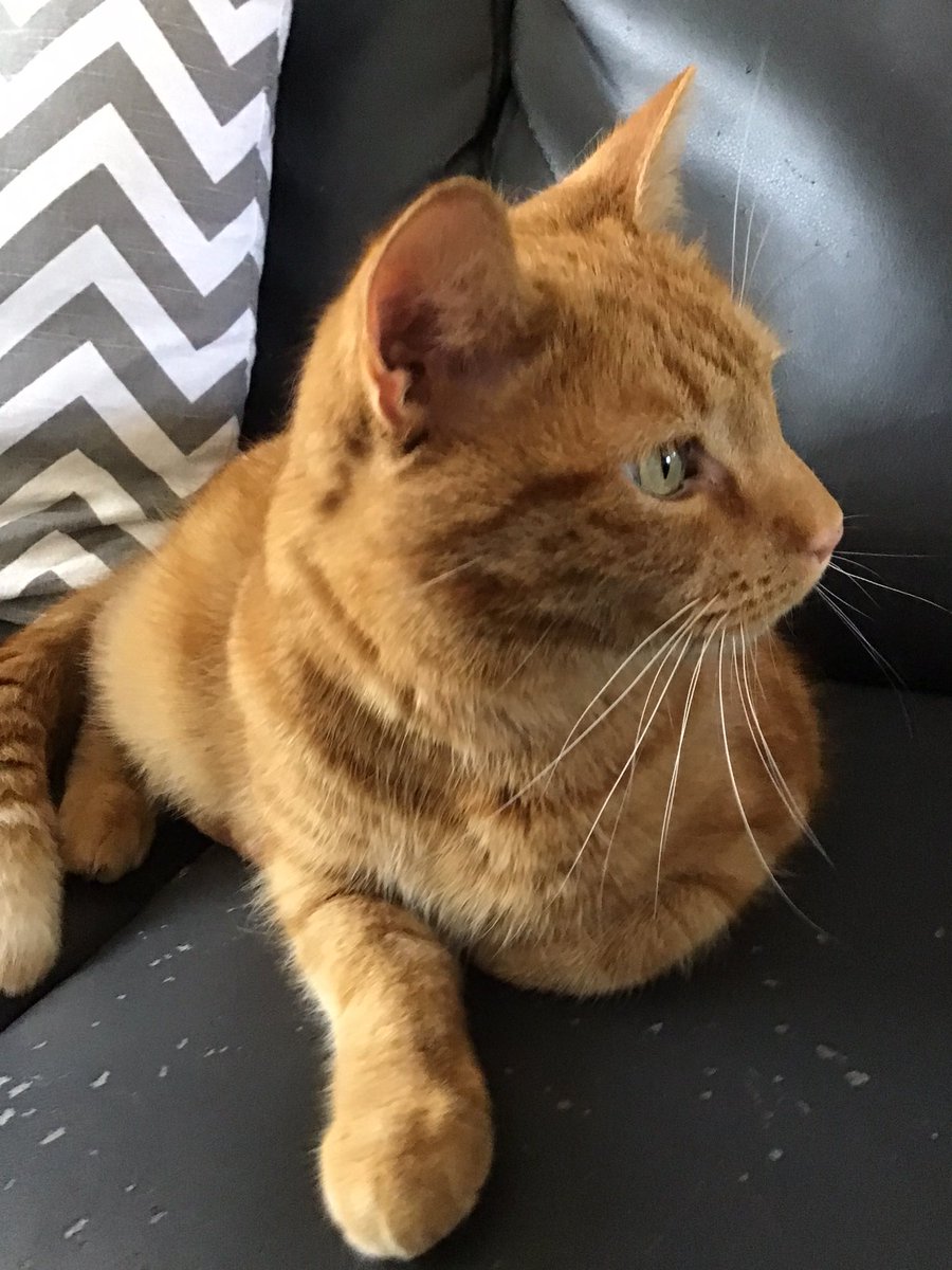 Z - mum has had to go into work AGAIN so I ask you dear friends to rate my beautiful whiskers this #whiskerswednesday as she’s not here to tell me how beautiful they are! 😾🧡 #hedgewatch