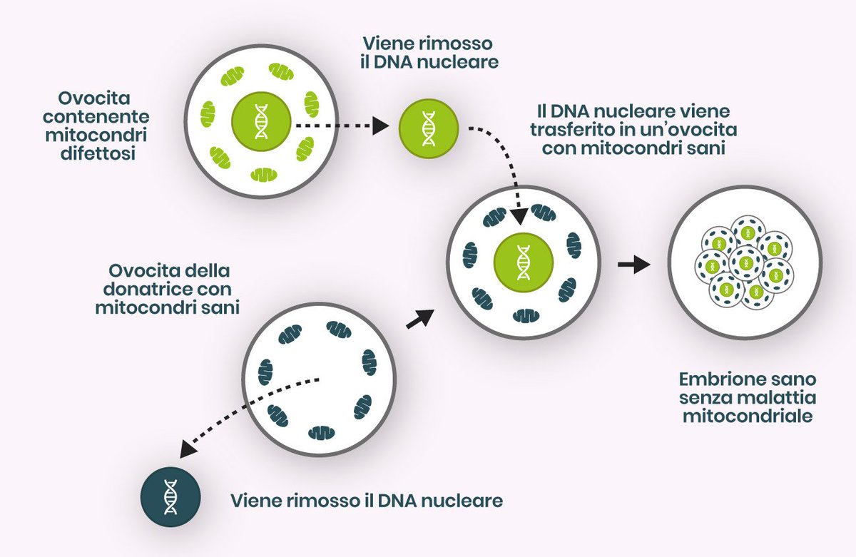mitocon.it/tecniche-di-so… El ADN mitocondrial sólo puede transmitirse a la descendencia, masculina o femenina, a través de la madre. técnicas de reemplazo mitocondrial