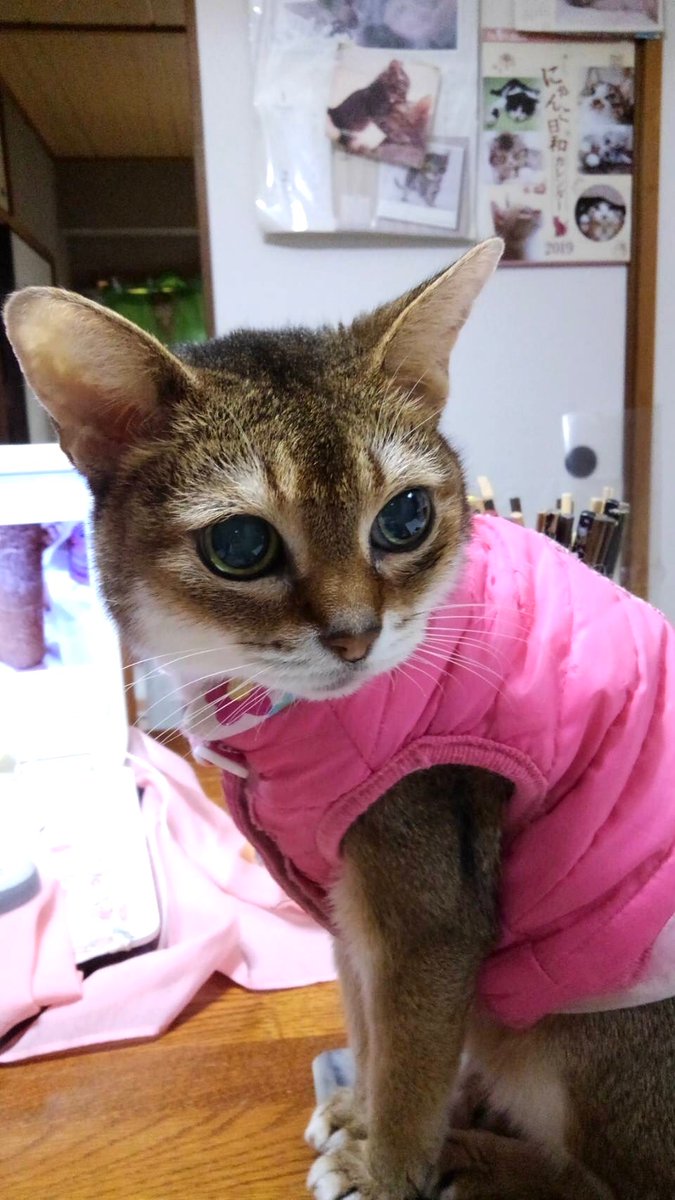 カンジルマン殿下(電気屋) tweet media