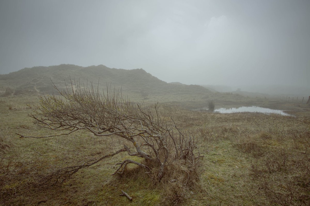 It's Your Wales (@itsyourwales) on Twitter photo Sea mist on the dunes of North Gower. Courtesy
<a href="/edmorrisuk/">e. llew. morris - hwyl iawn i pawb 😊</a> #Wales #WelshPassion Sea mist on the dunes of North Gower. Courtesy
<a href="/edmorrisuk/">e. llew. morris - hwyl iawn i pawb 😊</a> #Wales #WelshPassion