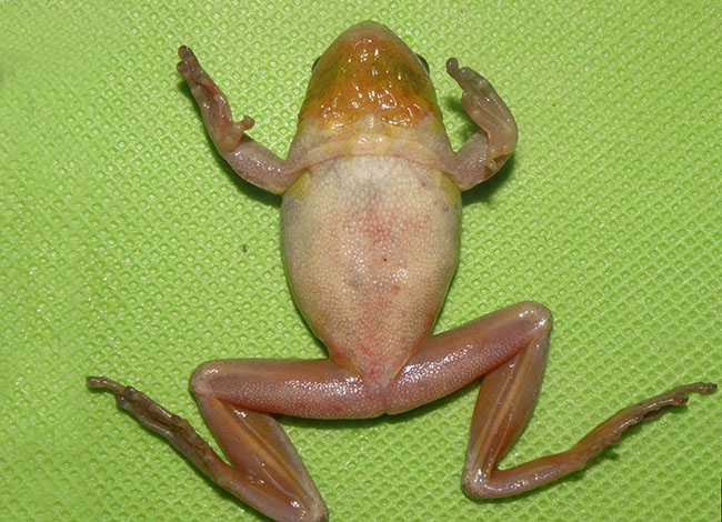 Xarxa de Parcs Naturals (@xarxadeparcs) on Twitter photo 🦠Els microorganismes patògens dels amfibis semblen recular als parcs de la Xarxa de Parcs Naturals
🐸El 2023 i 2024 no s’han detectat episodis de mortalitat
parcs.diba.cat/ca/web/l-infor… 🦠Els microorganismes patògens dels amfibis semblen recular als parcs de la Xarxa de Parcs Naturals
🐸El 2023 i 2024 no s’han detectat episodis de mortalitat
parcs.diba.cat/ca/web/l-infor…