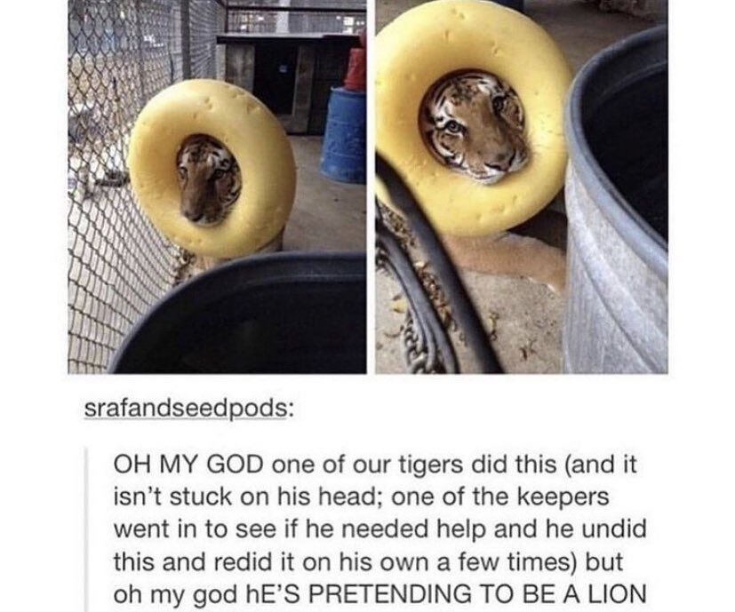 WholesomeMemes (@wholesomememe) on Twitter photo 