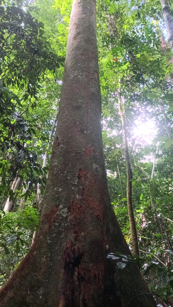 AbiluTangwa's tweet photo. 🌱 The Congo Rainforest absorbs 1.2 billion tons of CO2 annually, playing a critical role in regulating the global climate. Protecting it is essential for combating climate change. Let's support policies that safeguard these vital carbon sinks. #CongoClimate #CarbonSink https://t.co/Sfl5auxKxJ