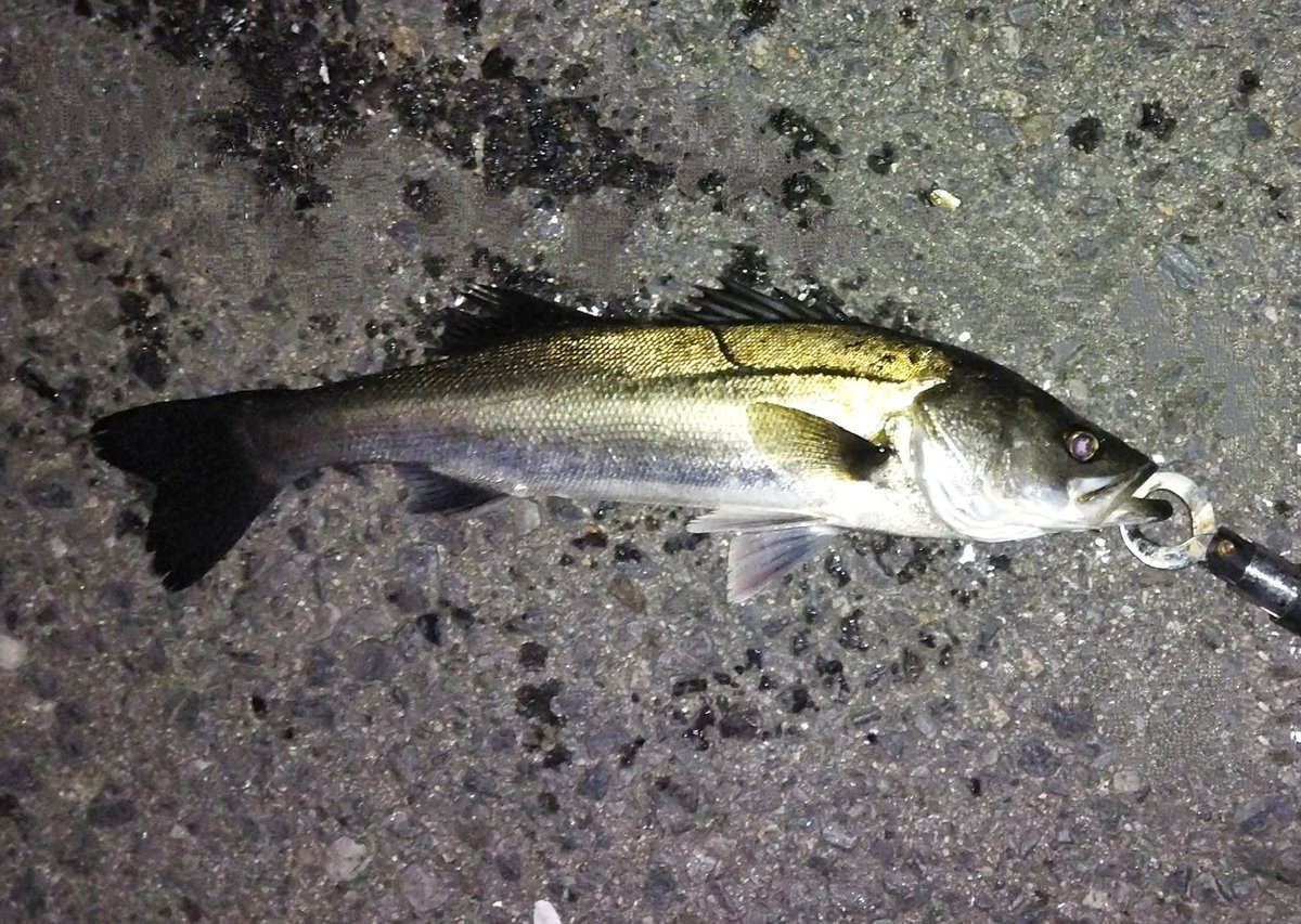 li_yoshi's tweet photo. 昨日のシーバスたち。🎣🎣 https://t.co/1BD3O1SqJn