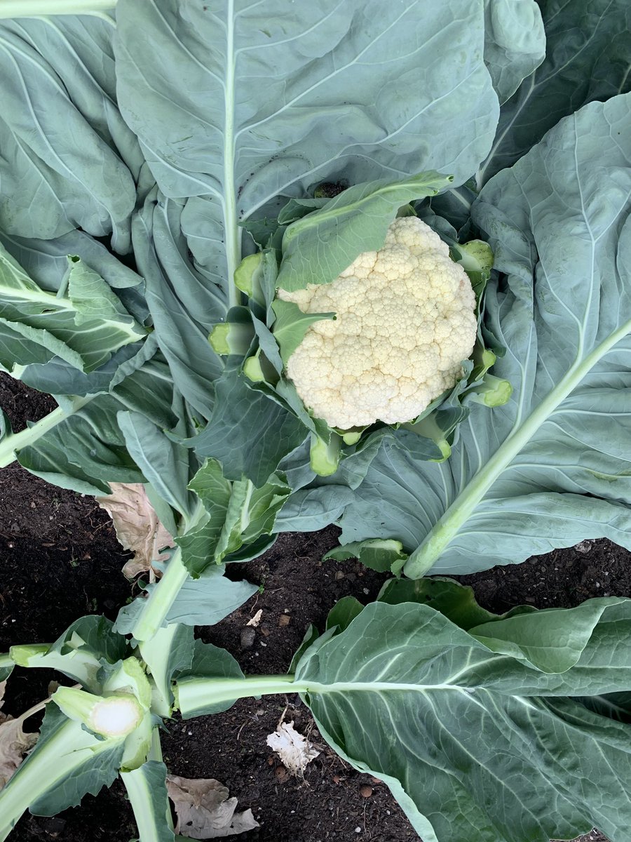 Tony Mulgrew (@cheftonymulgrew) on Twitter photo Fresh vegetables from ploy tunnel prep for #VEDay80 #schoollunch lord woolton pie <a href="/JeanetteOrrey/">Jeanette Orrey MBE</a> <a href="/local_food/">Deliciously Yorkshire</a> <a href="/LoveBritishFood/">Love British Food</a> <a href="/ProVeg_UK/">ProVeg UK</a> <a href="/PSC_Alliance/">Public Sector Catering Alliance</a> <a href="/BBCFoodProg/">The Food Programme</a> Fresh vegetables from ploy tunnel prep for #VEDay80 #schoollunch lord woolton pie <a href="/JeanetteOrrey/">Jeanette Orrey MBE</a> <a href="/local_food/">Deliciously Yorkshire</a> <a href="/LoveBritishFood/">Love British Food</a> <a href="/ProVeg_UK/">ProVeg UK</a> <a href="/PSC_Alliance/">Public Sector Catering Alliance</a> <a href="/BBCFoodProg/">The Food Programme</a>