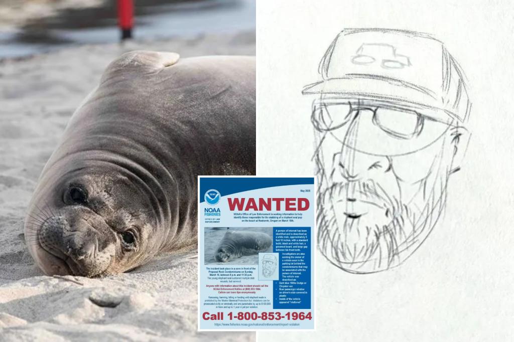 nypost's tweet image. Gap-toothed lunatic wanted for repeatedly stabbing baby elephant seal on Oregon beach trib.al/v3AAJgt