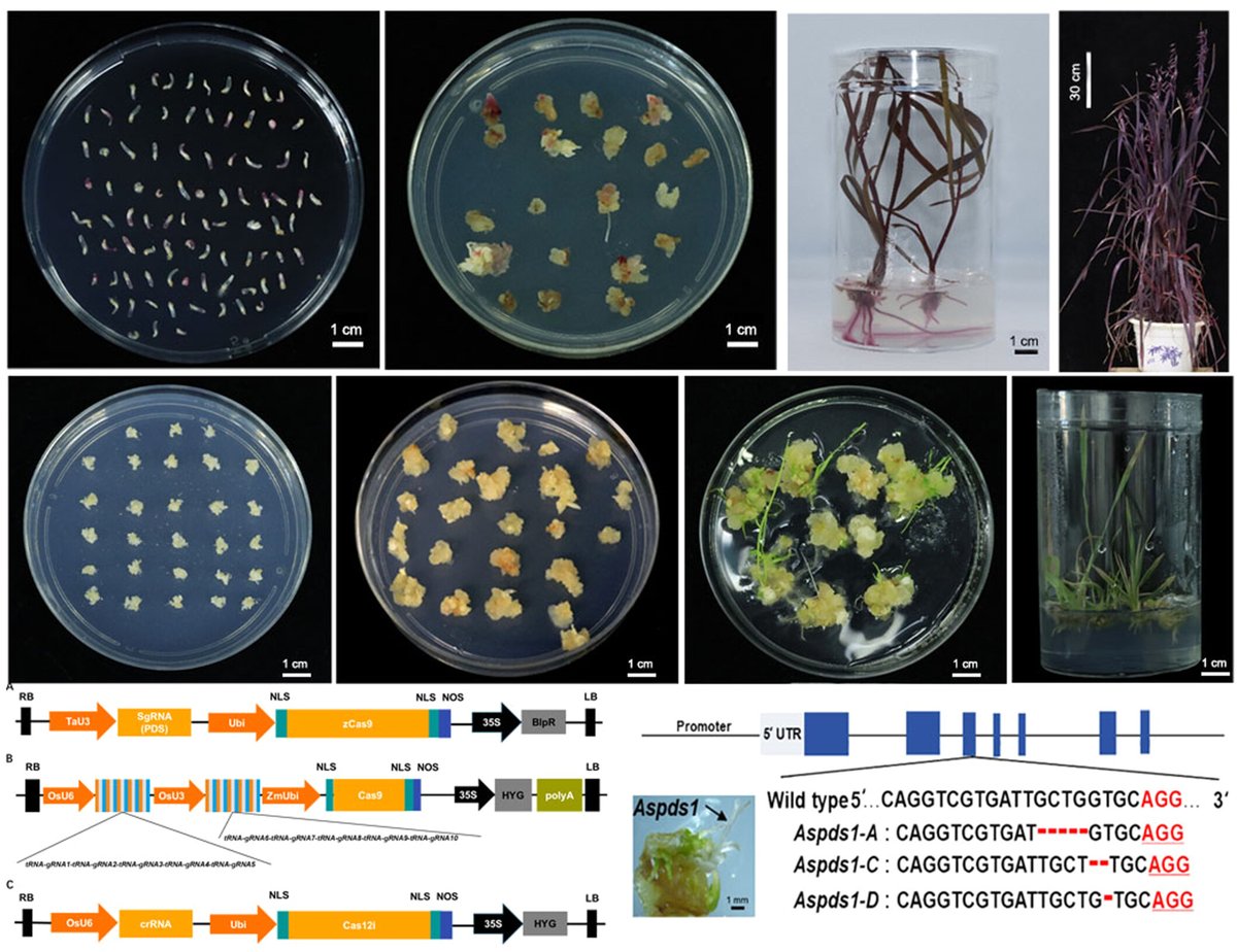 JIPB (@jipbio) on Twitter photo What's new and next in #PlantSci? How about this fantastic sneak peek at new work by Shi et al., looking at #Agrobacterium-mediated #genetic transformation and genome editing in commercial #oat cultivars.🔓⬇️
doi.org/10.1111/jipb.1… <a href="/wileyplantsci/">Wiley Plant Science</a> #PlantSci #CropSci #agriculture What's new and next in #PlantSci? How about this fantastic sneak peek at new work by Shi et al., looking at #Agrobacterium-mediated #genetic transformation and genome editing in commercial #oat cultivars.🔓⬇️
doi.org/10.1111/jipb.1… <a href="/wileyplantsci/">Wiley Plant Science</a> #PlantSci #CropSci #agriculture