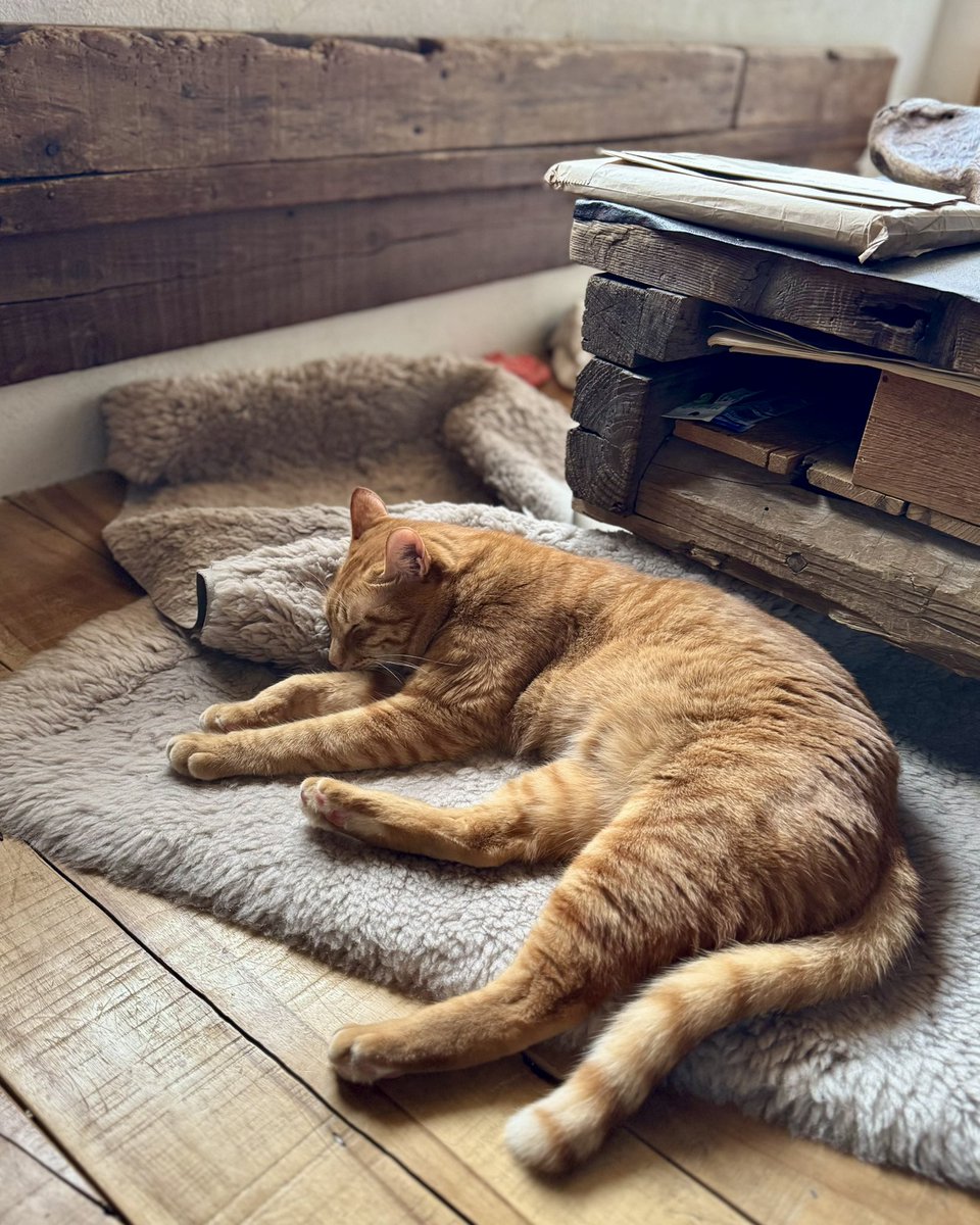 michinara3's tweet photo. おはよー 🌏
猫に連休は無い。いつも休日 😽 https://t.co/2swnpfyRpC