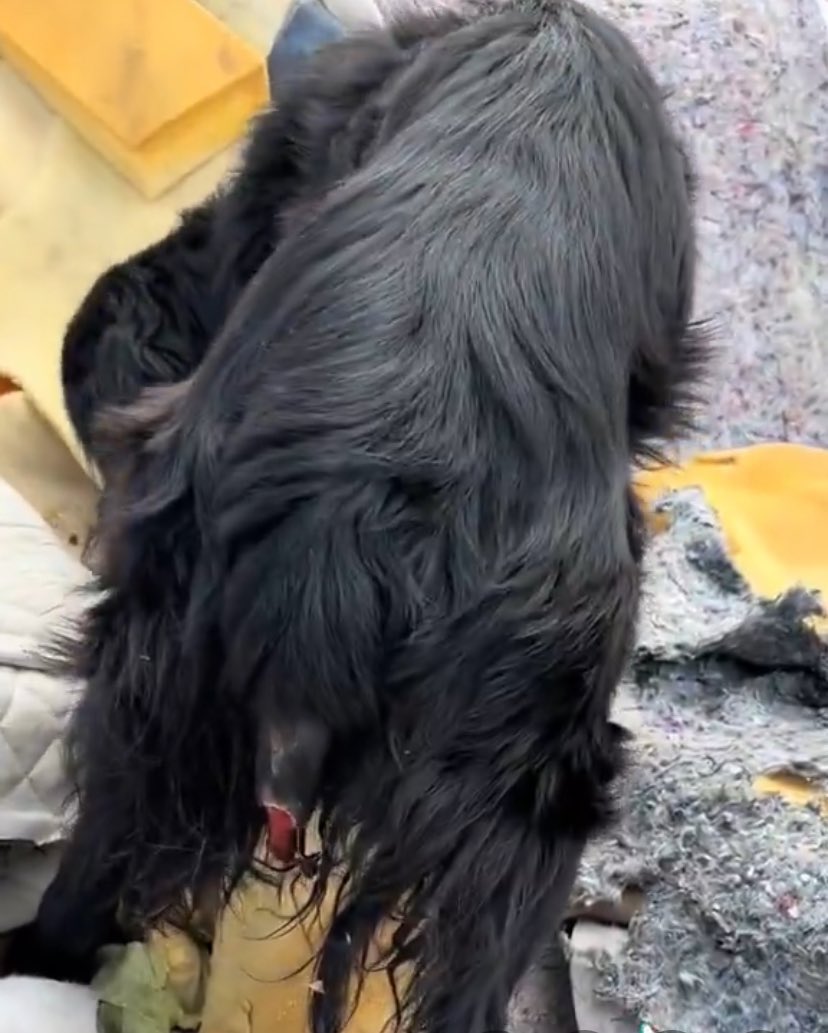 Miren los malditos sadicos! Le cortaron su colita de la nada al perrito negrito ! Se dan cuenta de la maldad humana! Y peor aún,es desgarrador no tener donde llevarlos ! El municipio de la Pintana,uuuf una tremenda deuda con los perritos de las calles!RT <a href="/MuniLaPintana/">Municipalidad de La Pintana</a>