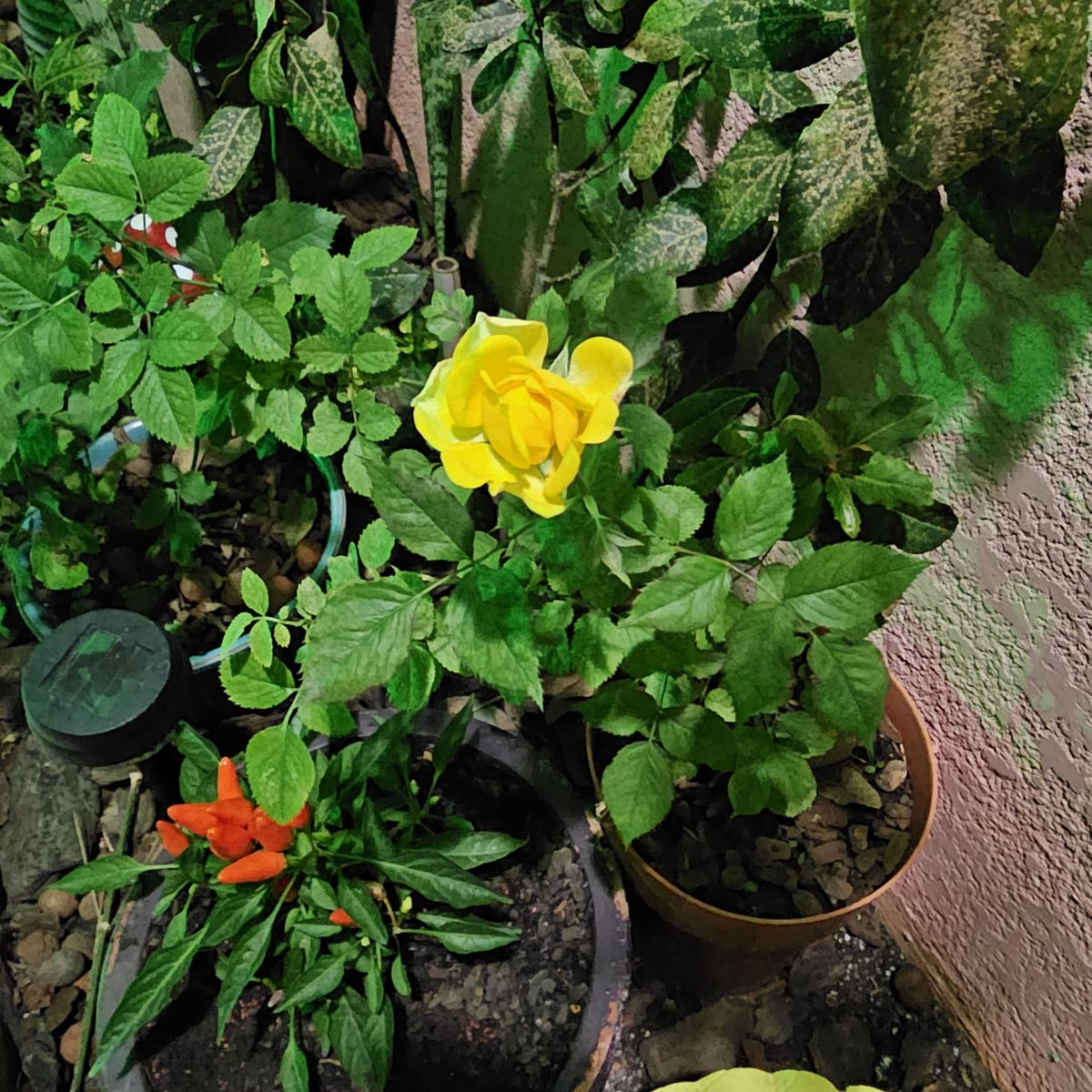 #RoseWednesday 
#GardeningX 
#mygarden 

Curitiba PR, Brasil.