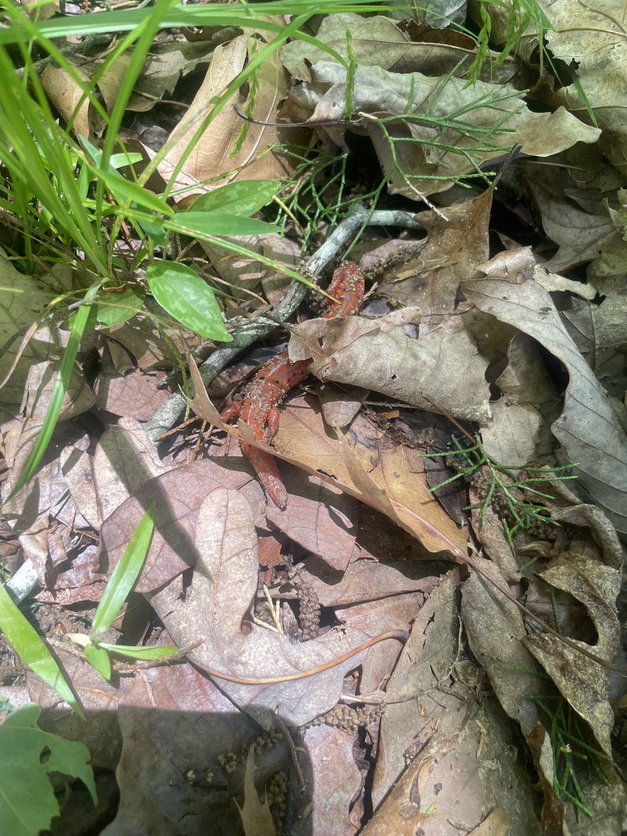 I’m always finding something crazy in the yard  - red salamander was today’s find.