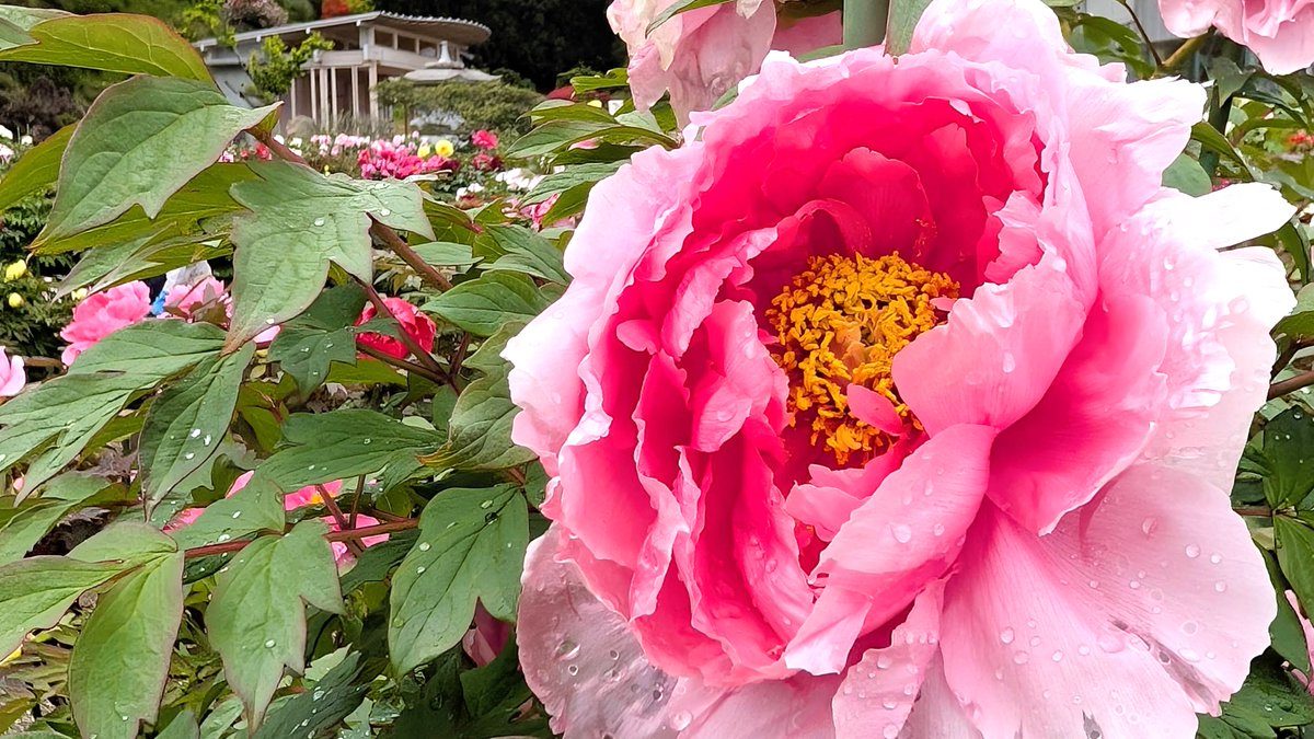 花まつり情報 5/7】 〈開花状況〉 牡丹ボタンー見頃 藤フジー5分咲き
