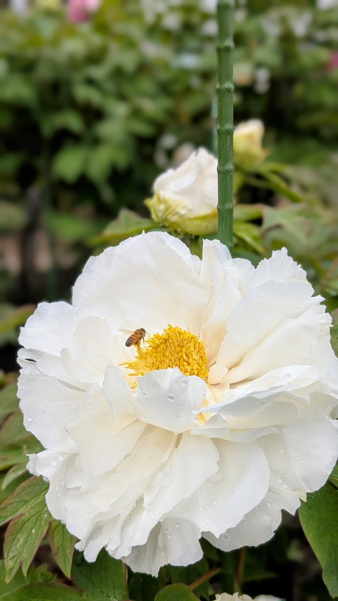 花まつり情報 5/7】 〈開花状況〉 牡丹ボタンー見頃 藤フジー5分咲き