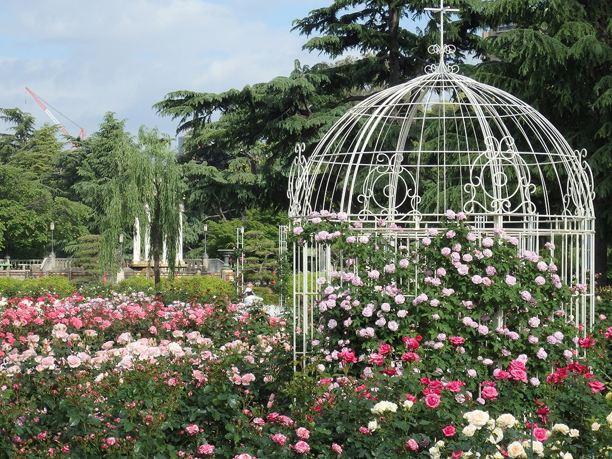 ～6/8
鶴舞公園　RoseFestival　ハナショウブまつり＜#名古屋市＞
aichinow.pref.aichi.jp/spots/detail/3…
4月下旬からバラ、５月下旬からハナショウブが見頃を迎える鶴舞公園。開花時期に合わせて、キッチンカー・縁日カー、子ども向け写生コンクール、はなみごろクイズラリーなど、様々なイベントが開催されます。