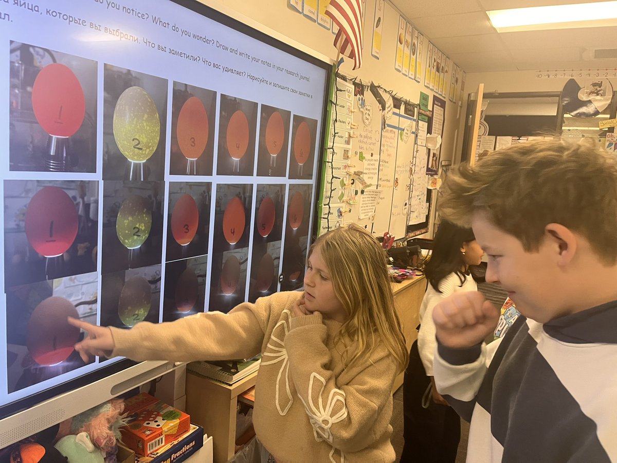 clstward1's tweet image. When will they hatch?! @GCC_Charters @EPIC_academics #4thgrade ss compare our @therefarmery candled eggs from days 1, 7, &amp;amp; 14. #gccLevelUp  @gcc_jsample @iborganization