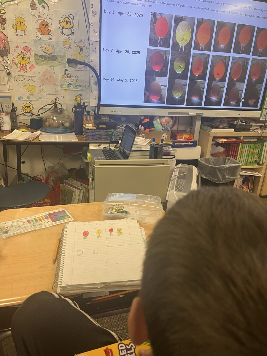 clstward1's tweet image. When will they hatch?! @GCC_Charters @EPIC_academics #4thgrade ss compare our @therefarmery candled eggs from days 1, 7, &amp;amp; 14. #gccLevelUp  @gcc_jsample @iborganization