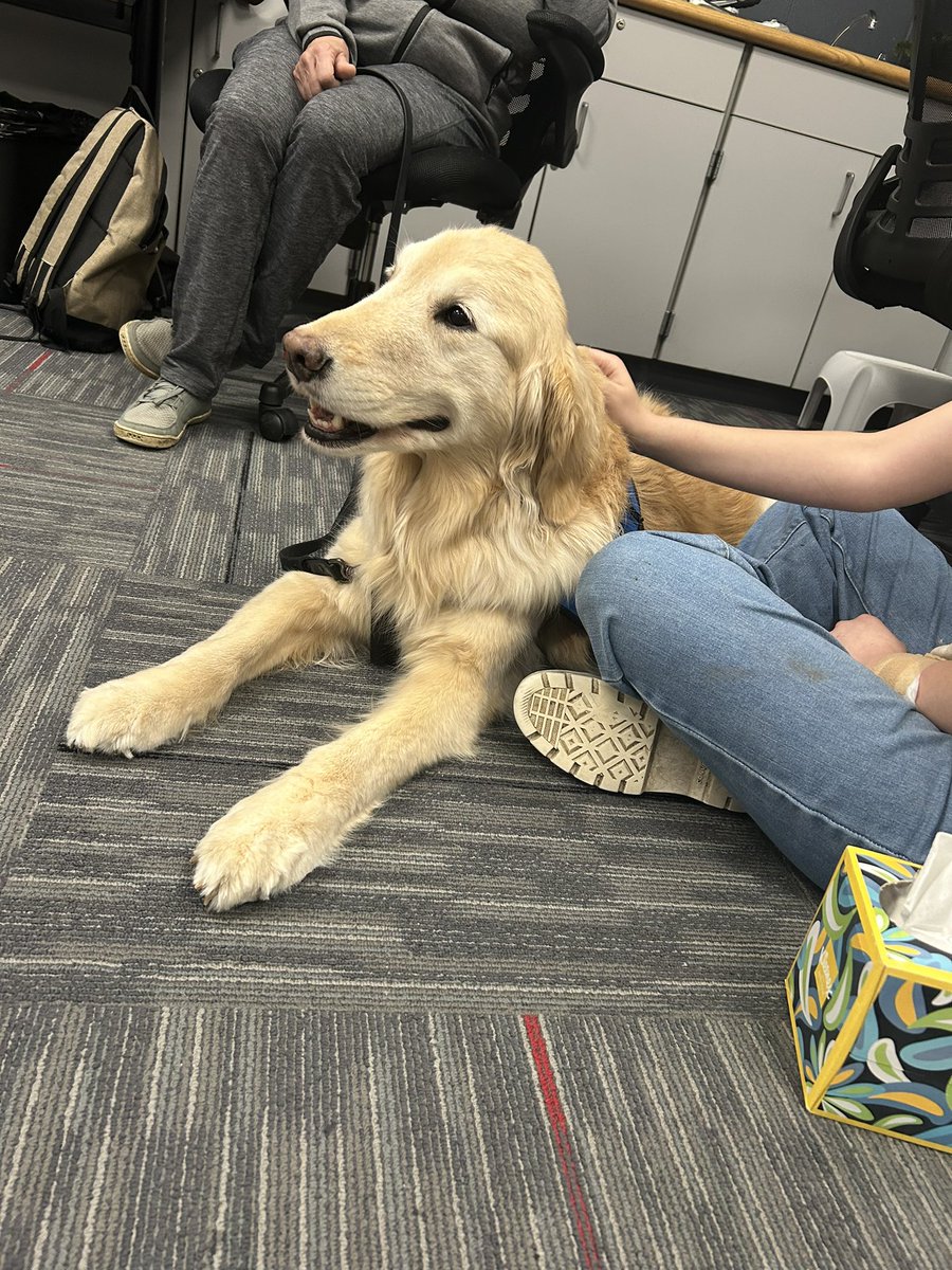 DesandreTaylor's tweet photo. Here are a few of the comfort dogs from @K9ComfortDogs that have brought so much love to students and staff at Old Quarry during a challenging time. #sd113a #OldQuarry https://t.co/dfOKN4SzJy