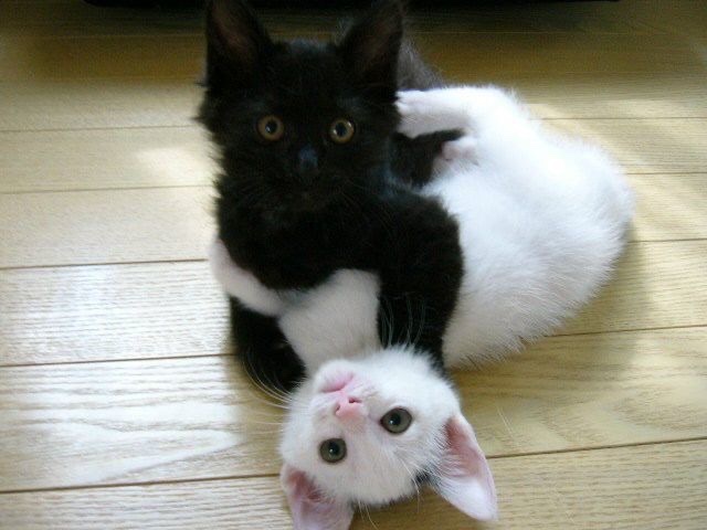 Miaw's tweet photo. https://t.co/ONOANVwRVb