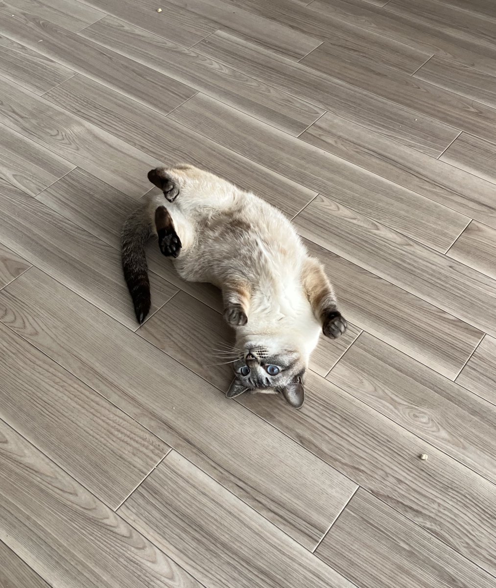ねこおちてる