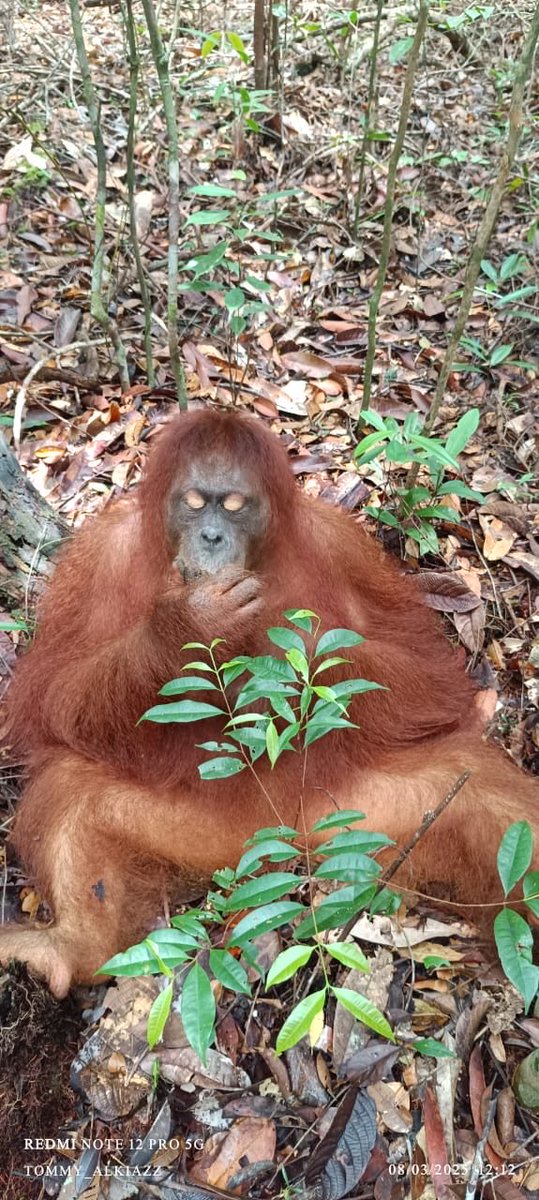 #Orangutan Silver happily eating #termites on the ground in OFI’s Learning Forest in Borneo. Wild orangutans also come down occasionally to the ground to dig for termites, a scarce source of protein.