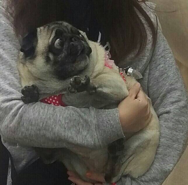 着ぐるみを初めて見た犬の反応見て