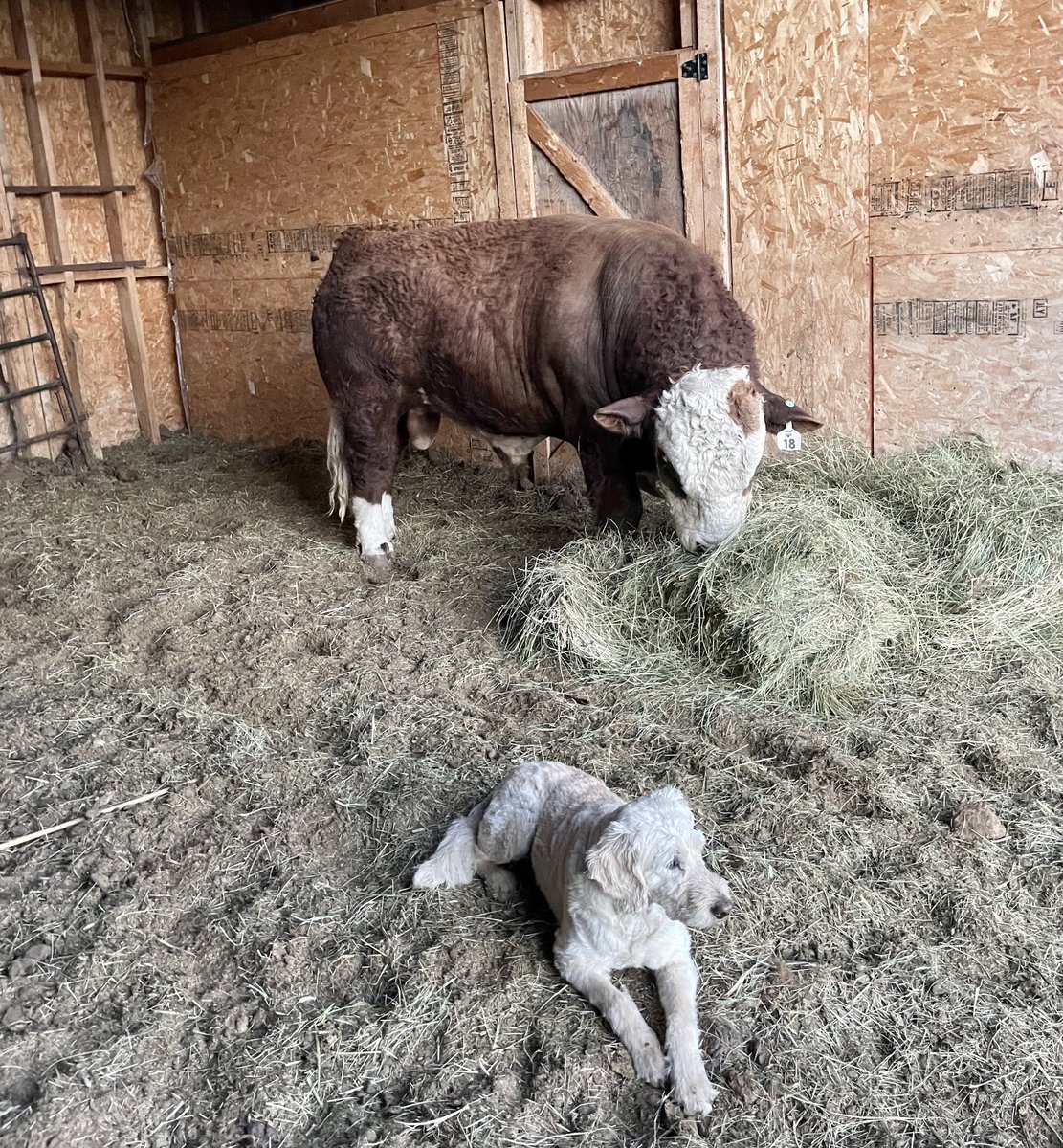 DuBeL_JaY's tweet photo. Madi’s on guard duty and he’s ready to go to work
#labradoodle #simmental #albertabeef https://t.co/HYbEYHvq1u