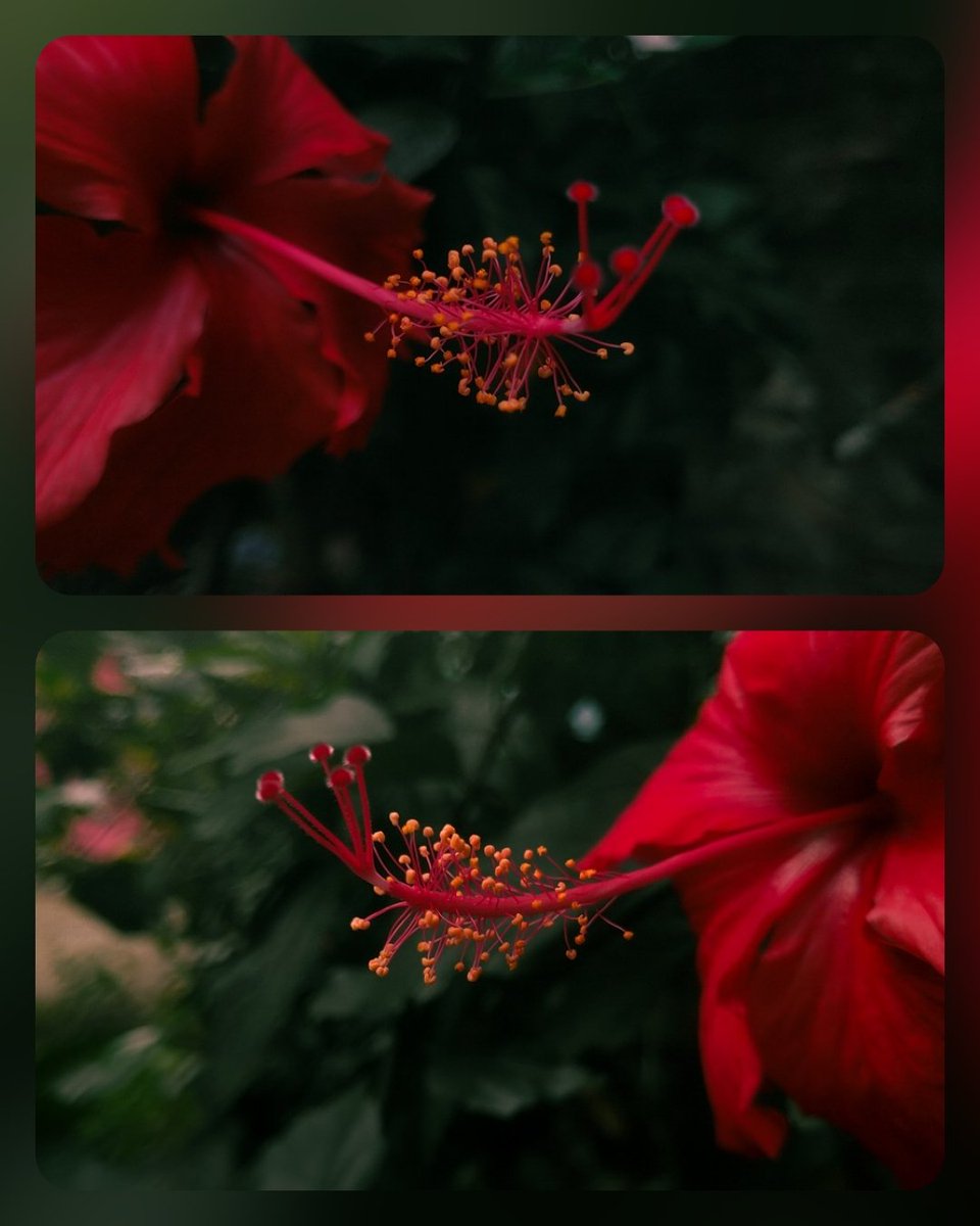 ❤️🌺