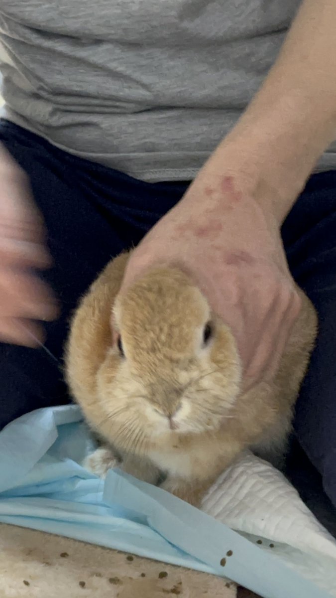 可愛そうなうさぎをアイコンにするかちょっと迷った