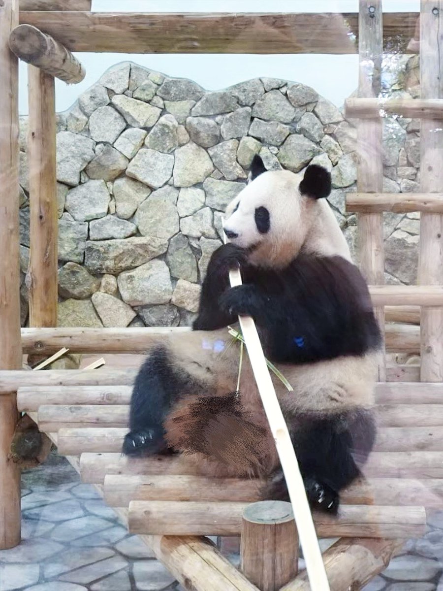 ey_safe's tweet photo. 和歌山からパンダいなくなるん？
本国でも元気でね🐼 https://t.co/EmpXrMlYzg