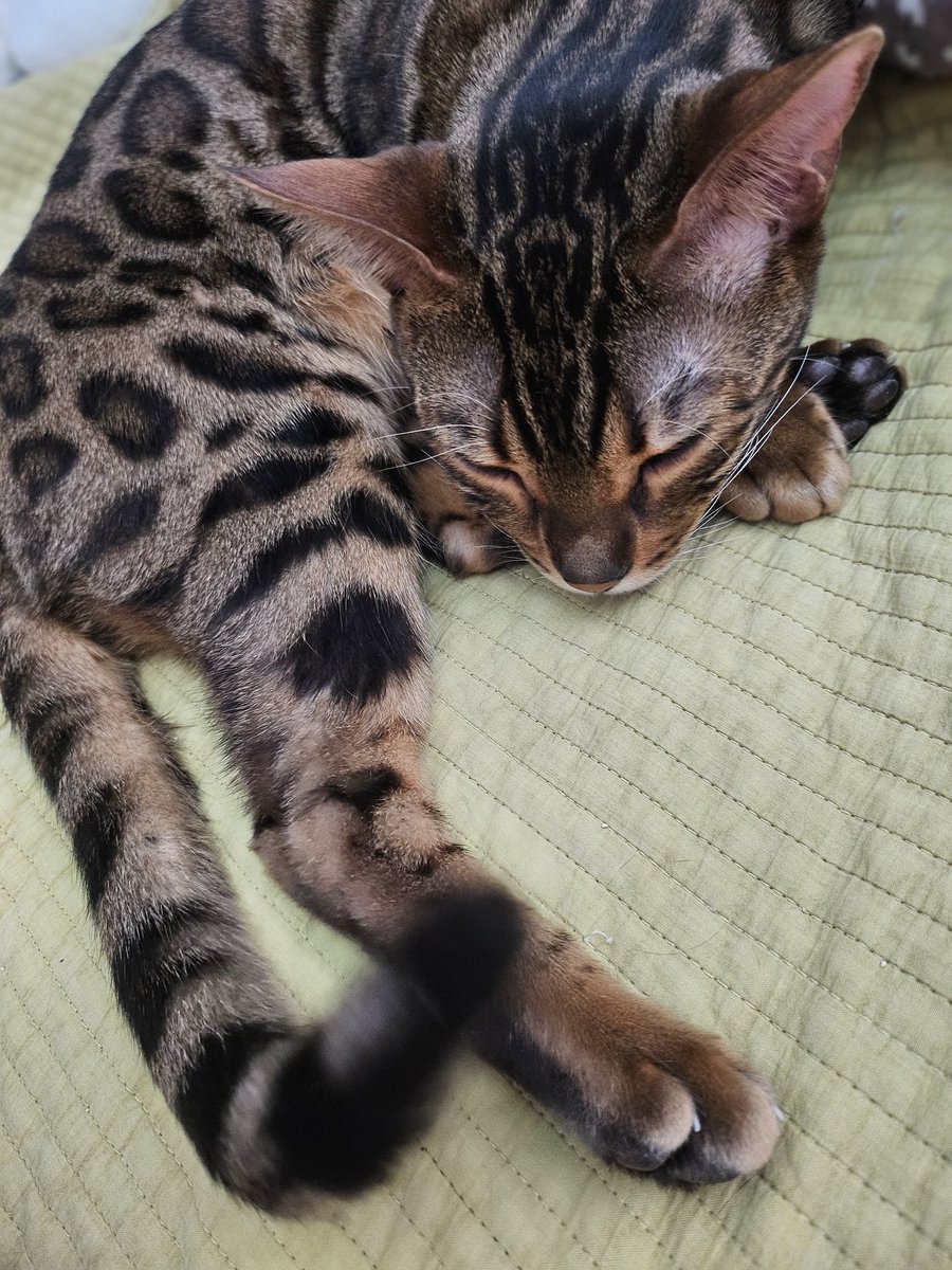우리집 고양이4와 도마뱀2 일상 (@inho_san_seol) on Twitter photo 