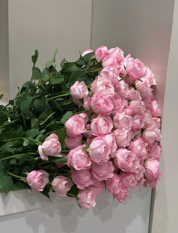 blossom library (@blossom_library) on Twitter photo 