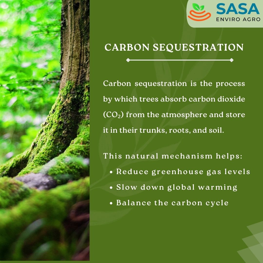 sasaenviro's tweet photo. 🌿 Carbon Sequestration: Nature’s Climate Solution 🌍

#CarbonSequestration #ClimateAction #Sustainability #CarbonOffset #TreeTracker #SASAEnviro #GreenSolutions #NatureBasedSolutions #EcoFuture #EnvironmentalImpact https://t.co/hD2t8Rv0nx