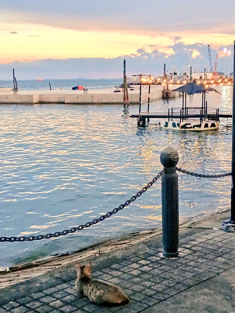 Sharing a sunset in Sandakan with a wise cat.