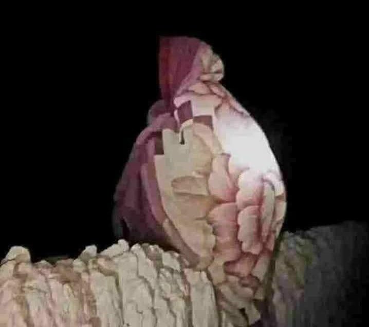 rahim_sekander's tweet photo. منو چې عام پاکستانیان مسلمانان دي
خو ټول پوهېږو چې د یارانو راتګ روسته له پاکستانه ولې کرکه زیاته شوې او په بربادۍ یې خوشالېږي؟
د افغانستان پر حریم څو ځله تېری، پر نړیوال سټېج افغانستان بد معرفي کول، زموږ د حاصلاتو مهال لارې بندول، دروزاو کې سپک چلند او دا مهال په جبر افغان کډوال راشړل ټول هغه څه دي چې که اسرایل هم پر پاکستان حمله وکړي موږ به وایو چې دوه وروڼه خپلو کې سره نښتي موږ یې څه کوو.
دوه پاکس��انه دي یارو
یو یې جابر ریاست او بل یې عوام دي چې ښه خلک هم په‌کې زیات دي.
د ملا عبدالسلام ضعیف خبره چې د هند او پاکستان اوسنۍ جکړه بیخي مذهبي نه ده/ سیاسي ده.
پښتانه دې نه پې دوکه کېږي، نه دې ځان او نه دې ایمان خرابوي.