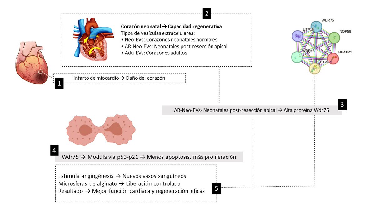 CardioTeca (@cardioteca) on Twitter photo 🔎 Una nueva esperanza para el corazón: la revolución de las vesículas extracelulares en la regeneración cardíaca
🧑⚕️ Jhan Sebastian Saavedra Torres <a href="/JhanSebastianS1/">Jhan Sebastian Saavedra Torres</a>
✏️ cardioteca.com/cardiologia-cl… 🔎 Una nueva esperanza para el corazón: la revolución de las vesículas extracelulares en la regeneración cardíaca
🧑⚕️ Jhan Sebastian Saavedra Torres <a href="/JhanSebastianS1/">Jhan Sebastian Saavedra Torres</a>
✏️ cardioteca.com/cardiologia-cl…