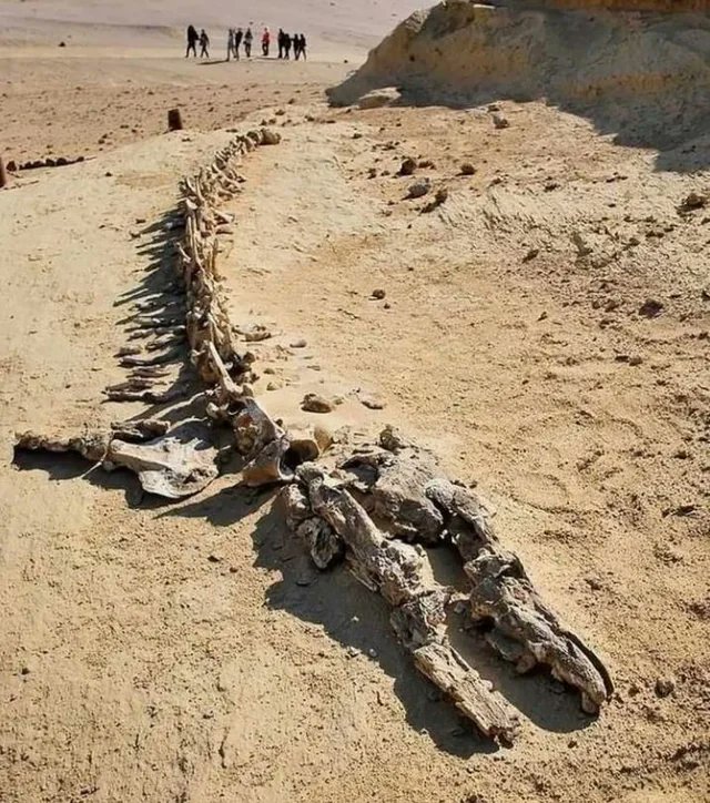 SatanLate's tweet photo. @2_toned4life @ashwindollar @gunsnrosesgirl3 No they are in fact real fossils that you can find on display in museums around the world. Perhaps you should visit one? You might learn something.

The real question is why do you think they’re not real? Because they don’t fit your pre-determined world view? https://t.co/w4lsHg6M0p