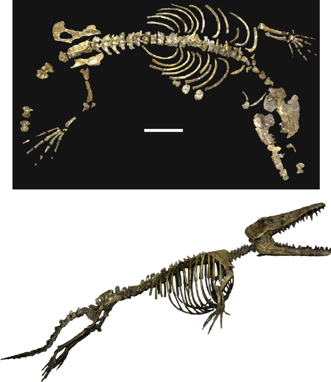 SatanLate's tweet photo. @2_toned4life @ashwindollar @gunsnrosesgirl3 No they are in fact real fossils that you can find on display in museums around the world. Perhaps you should visit one? You might learn something.

The real question is why do you think they’re not real? Because they don’t fit your pre-determined world view? https://t.co/w4lsHg6M0p