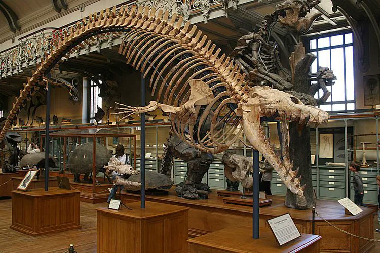 SatanLate's tweet photo. @2_toned4life @ashwindollar @gunsnrosesgirl3 No they are in fact real fossils that you can find on display in museums around the world. Perhaps you should visit one? You might learn something.

The real question is why do you think they’re not real? Because they don’t fit your pre-determined world view? https://t.co/w4lsHg6M0p