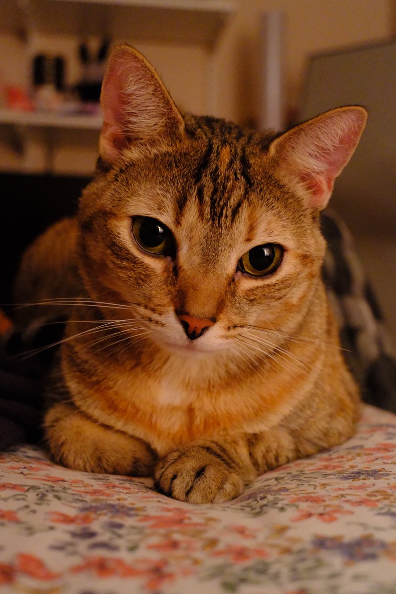 zoë tweet media